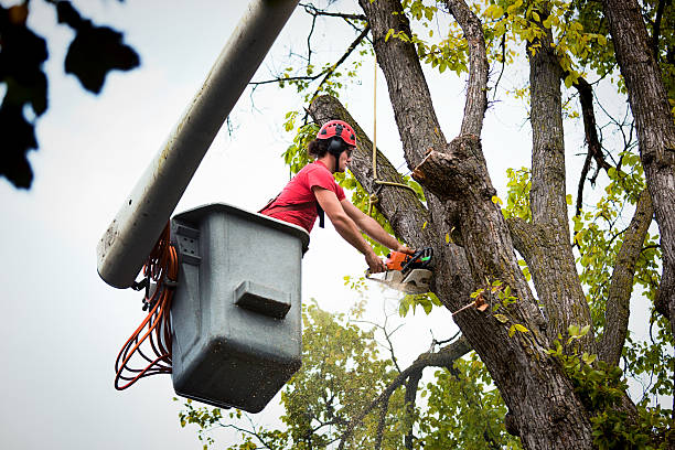 Reliable Englewood Cliffs, NJ Tree Removal and Landscaping Services Solutions